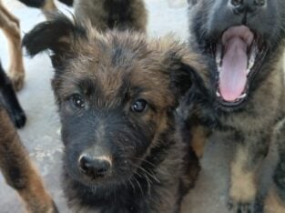 Gsd puppies