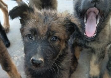 Gsd puppies