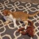 Help me give Lily a loving home!