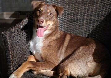 Sweet Aussie-Husky Mix Needs a Loving Home