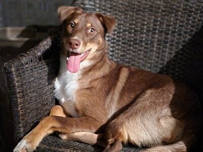 Sweet Aussie-Husky Mix Needs a Loving Home