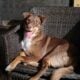 Sweet Aussie Mix Needs a Loving Home