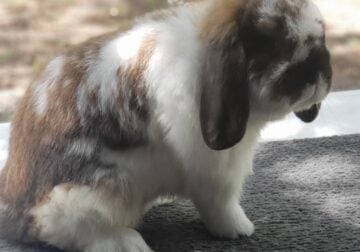 Holland lop