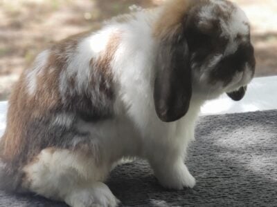 Holland lop