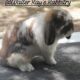 Holland lop