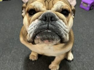 English bulldog female