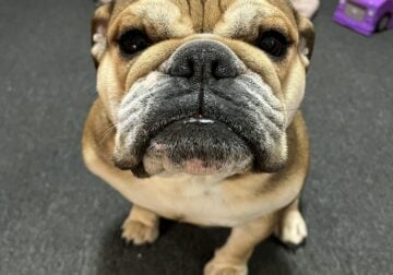 English bulldog female
