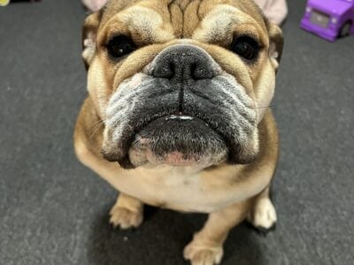 English bulldog female