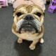 English bulldog female