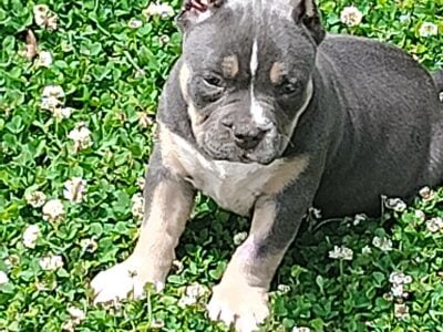 BAREFOOT’S BULLIES 🔥🔥🔥