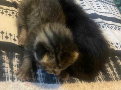Kittens