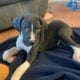 8 week old great Dane puppies