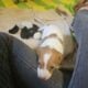 Mini-Dachshund CKC Ezri I’m the Last One