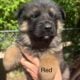 Puppies for sale