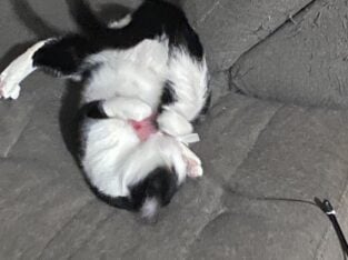 Shadow is in need of a new Home