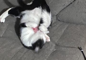 Shadow is in need of a new Home