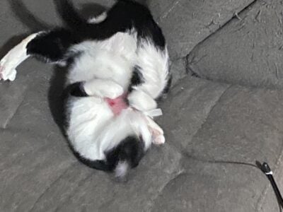 Shadow is in need of a new Home