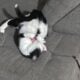 Shadow is in need of a new Home