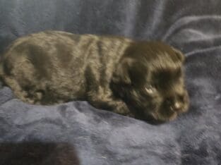 MINIATURE SCHNAUZER