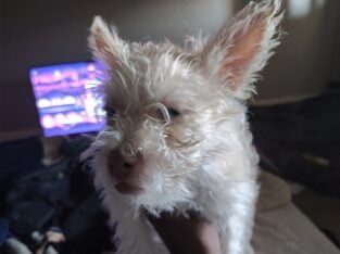 Malti-Mix female puppy 3 months