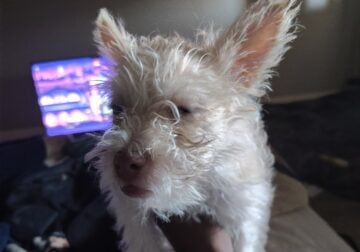 Malti-Mix female puppy 3 months