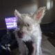 Malti-Mix female puppy 3 months