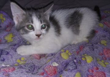 Sweetpea