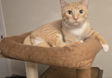 Young, Male Kitten