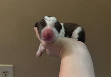 Border collies puppies