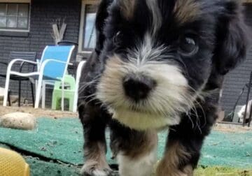 Mini AUSSIEDOODLE Male 3 months old!