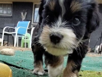 Mini AUSSIEDOODLE Male 3 months old!