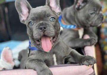 French bulldog puppies