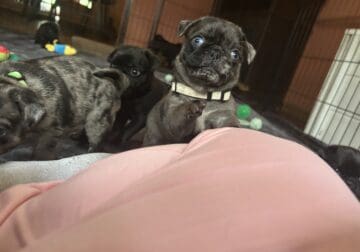 Cali the Chocolate Merle Pug
