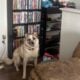 Great Pyrenees and Australian Cattle Dog Mix Puppy