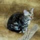 READY! MALE SILVER MARBLE BENGAL KITTEN