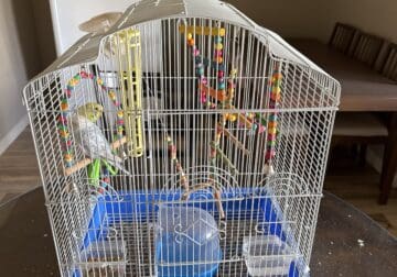 Two Free parakeets