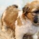 Male Shih Tzu Pups