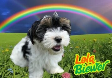 Lola Female Biewer