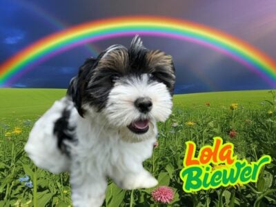 Lola Female Biewer