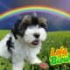 Lola Female Biewer