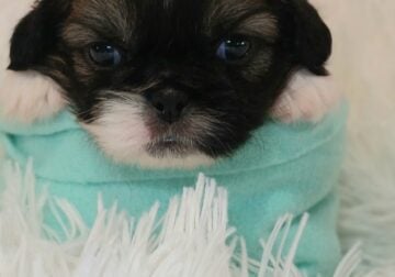 CKC REGISTERED PEKINGESE PUPPIES AVAILABLE