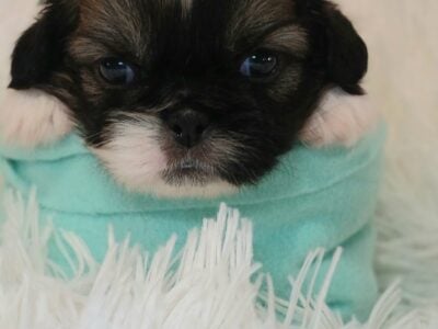 CKC REGISTERED PEKINGESE PUPPIES AVAILABLE