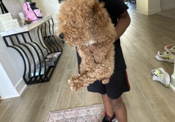 TOY POODLE GOLDEN BROWN