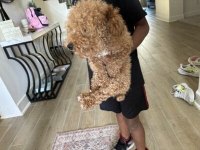 TOY POODLE GOLDEN BROWN