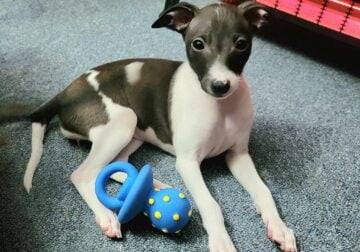 Female Italian Greyhound Puppy