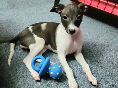 Female Italian Greyhound Puppy