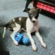 Female Italian Greyhound Puppy