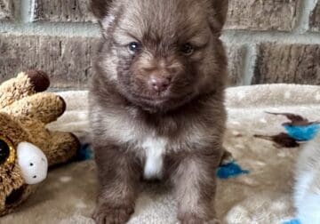 Pomeranian ( Chocolate male)
