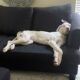 Great Dane puppy