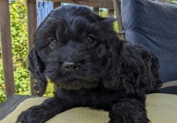 Sambo (male Cockapoo)